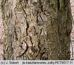 Aesculus flava (kasztanowiec żółty)