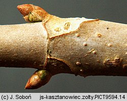 Aesculus flava (kasztanowiec żółty)