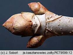 Aesculus flava (kasztanowiec żółty)