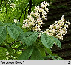 Aesculus hippocastanum (kasztanowiec pospolity)