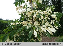 Aesculus hippocastanum Schuch