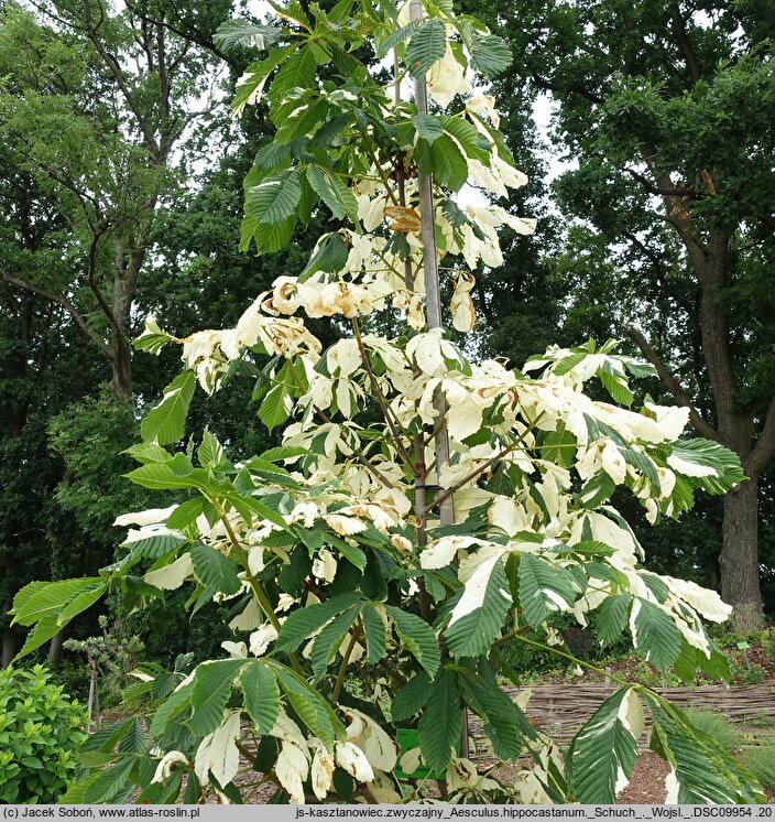 Aesculus hippocastanum Schuch