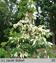 Aesculus hippocastanum Schuch