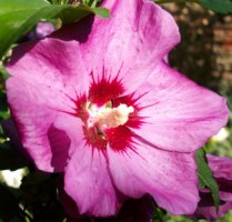 Hibiscus syriacus (ketmia syryjska)