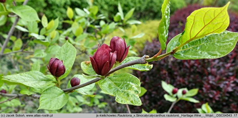 Calycanthus Hartlage Wine