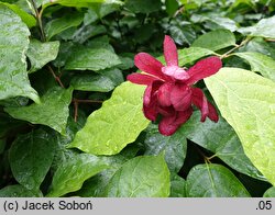 Calycanthus Hartlage Wine