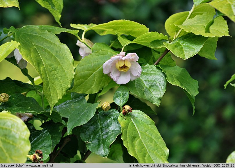 Calycanthus chinensis (kielichowiec chiński)