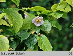 Calycanthus chinensis (kielichowiec chiński)