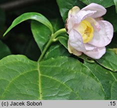 Calycanthus chinensis (kielichowiec chiński)