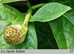 Calycanthus chinensis (kielichowiec chiński)