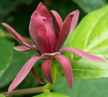 Calycanthus fertilis