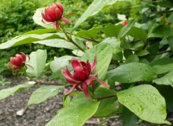 Calycanthus fertilis