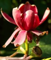 Calycanthus floridus