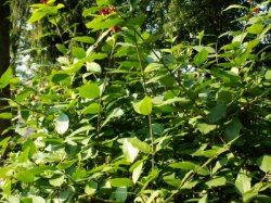 Calycanthus floridus