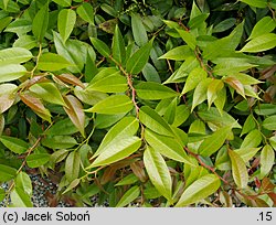 Leucothoe fontanensiana