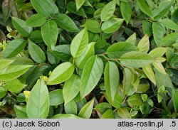 Leucothoe fontanesiana Zebonard