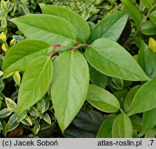 Leucothoe fontanesiana Zebonard