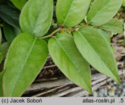 Leucothoe fontanesiana Zebonard