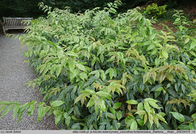Leucothoe fontanesiana Rainbow