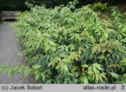 Leucothoe fontanesiana Rainbow