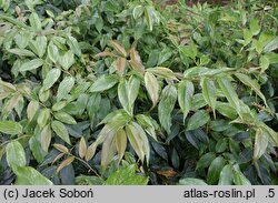 Leucothoe fontanesiana Rainbow