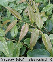 Leucothoe fontanesiana Rainbow