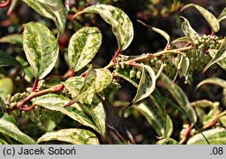 Leucothoe fontanesiana Makijaż