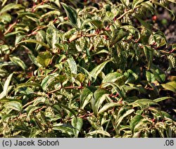 Leucothoe fontanesiana Makijaż