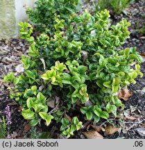 Leucothoe axillaris (kiścień kątowy)