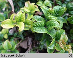 Leucothoe axillaris (kiścień kątowy)