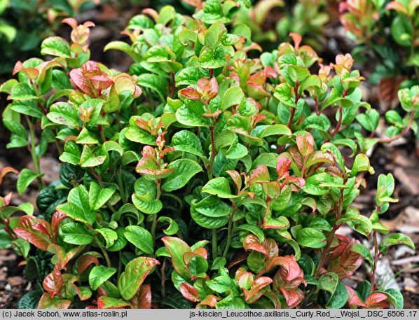 Leucothoe axillaris (kiścień kątowy)