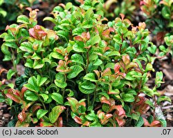 Leucothoe axillaris (kiścień kątowy)