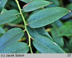 Leucothoe keiskei (kiścień japoński)