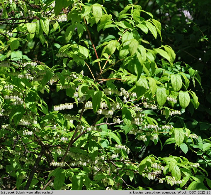 Leucothoe racemosa (kiścień groniasty)