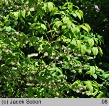 Leucothoe racemosa (kiścień groniasty)