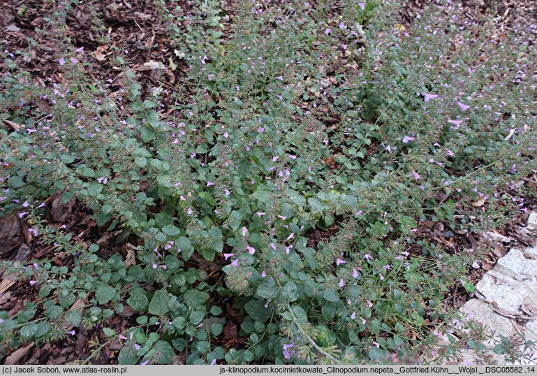 Clinopodium nepeta Gottfried Kühn