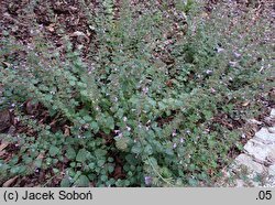 Clinopodium nepeta Gottfried Kühn