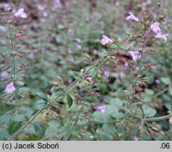 Clinopodium nepeta Gottfried Kühn