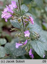 Clinopodium nepeta Gottfried Kühn