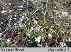 Clinopodium nepeta (klinopodium kocimiętkowate)