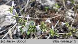 Clinopodium nepeta (klinopodium kocimiętkowate)