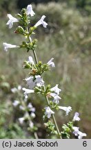 Clinopodium nepeta (klinopodium kocimiętkowate)