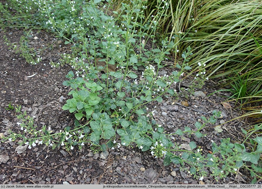 Clinopodium nepeta White Cloud