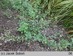 Clinopodium nepeta White Cloud