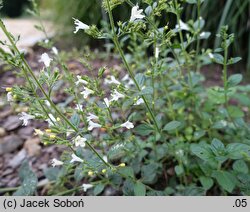 Clinopodium nepeta White Cloud