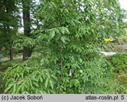 Staphylea holocarpa (kłokoczka chińska)