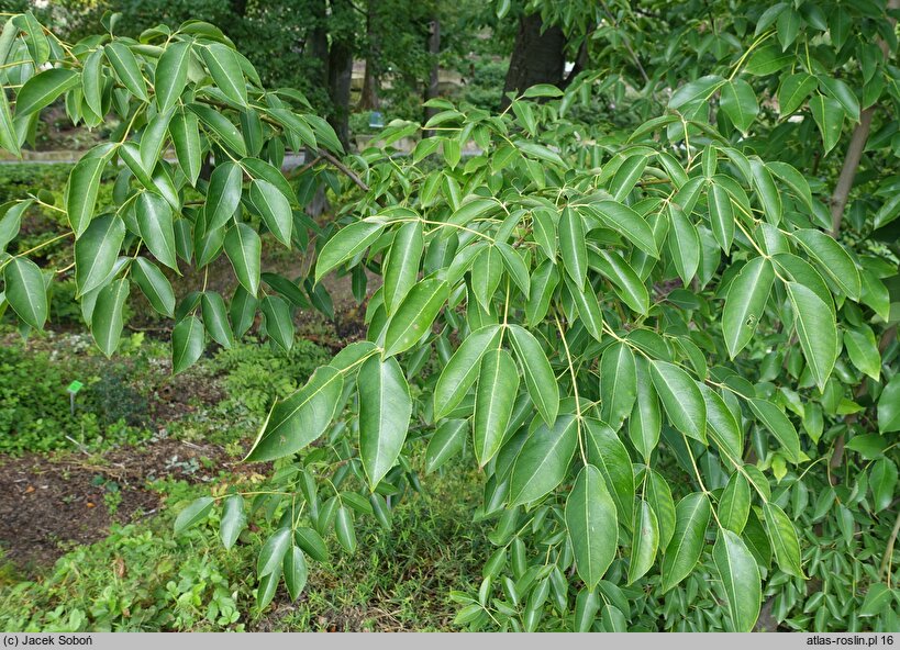 Staphylea holocarpa (kłokoczka chińska)