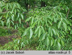 Staphylea holocarpa (kłokoczka chińska)