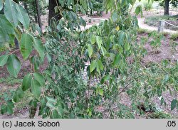 Staphylea holocarpa Rosea