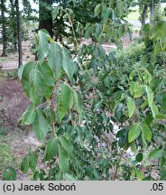 Staphylea holocarpa Rosea